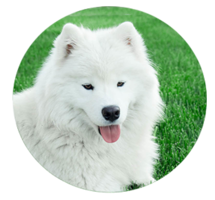 animals&Samoyed dog png image.