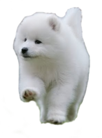 animals & samoyed dog free transparent png image.