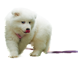 animals & Samoyed dog free transparent png image.