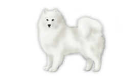 animals & Samoyed dog free transparent png image.