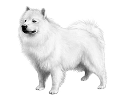 animals & samoyed dog free transparent png image.