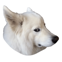 animals & Samoyed dog free transparent png image.