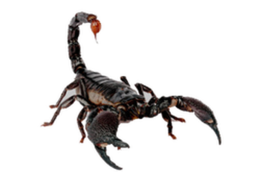 insects & scorpions free transparent png image.