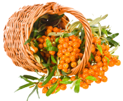 nature&Sea buckthorn png image.