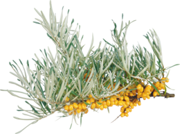 nature & sea buckthorn free transparent png image.