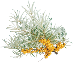 nature & sea buckthorn free transparent png image.