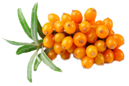 nature & sea buckthorn free transparent png image.