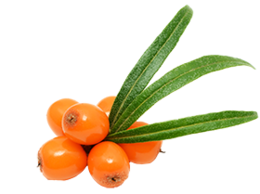 nature & sea buckthorn free transparent png image.