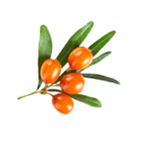 nature & sea buckthorn free transparent png image.