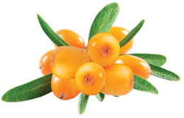 nature & sea buckthorn free transparent png image.