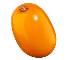 nature & sea buckthorn free transparent png image.