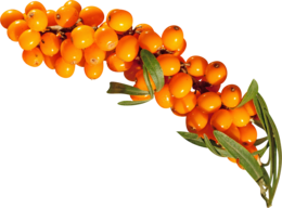 nature & Sea buckthorn free transparent png image.