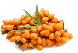 nature & sea buckthorn free transparent png image.