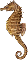 animals & seahorse free transparent png image.