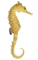 animals & seahorse free transparent png image.