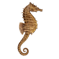 animals & seahorse free transparent png image.