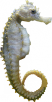 animals & Seahorse free transparent png image.