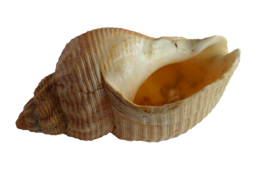 animals & Seashell free transparent png image.