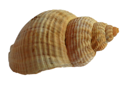 animals & Seashell free transparent png image.