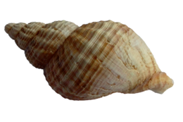 animals & Seashell free transparent png image.