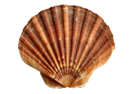 animals & Seashell free transparent png image.