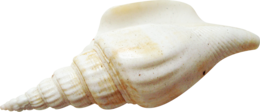 animals & Seashell free transparent png image.