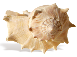 animals & Seashell free transparent png image.