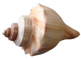 animals & Seashell free transparent png image.