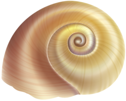 animals & Seashell free transparent png image.