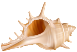 animals & Seashell free transparent png image.