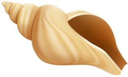 animals & seashell free transparent png image.