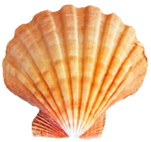 animals & seashell free transparent png image.