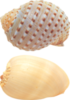 animals & Seashell free transparent png image.