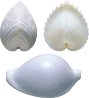 animals & Seashell free transparent png image.