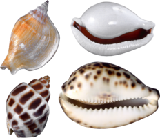 animals & seashell free transparent png image.