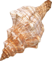 animals & Seashell free transparent png image.