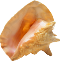 animals & Seashell free transparent png image.