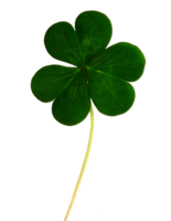 symbols & Shamrock free transparent png image.