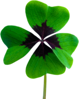 symbols & Shamrock free transparent png image.