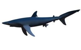 animals & sharks free transparent png image.