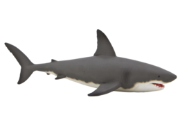 animals & sharks free transparent png image.