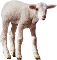 animals&Sheep png image.