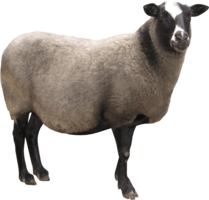 animals & sheep free transparent png image.