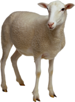 animals & Sheep free transparent png image.