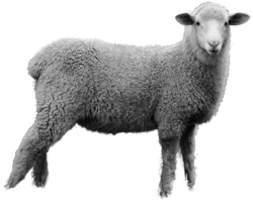 animals & sheep free transparent png image.