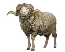 animals & sheep free transparent png image.