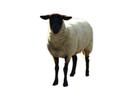 animals & Sheep free transparent png image.