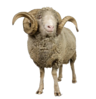 animals & sheep free transparent png image.