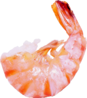 animals & shrimps free transparent png image.