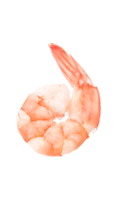 animals & Shrimps free transparent png image.